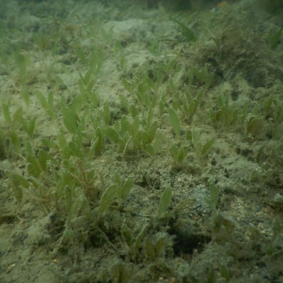 Seagrass Spotted in Australia - SeagrassSpotter