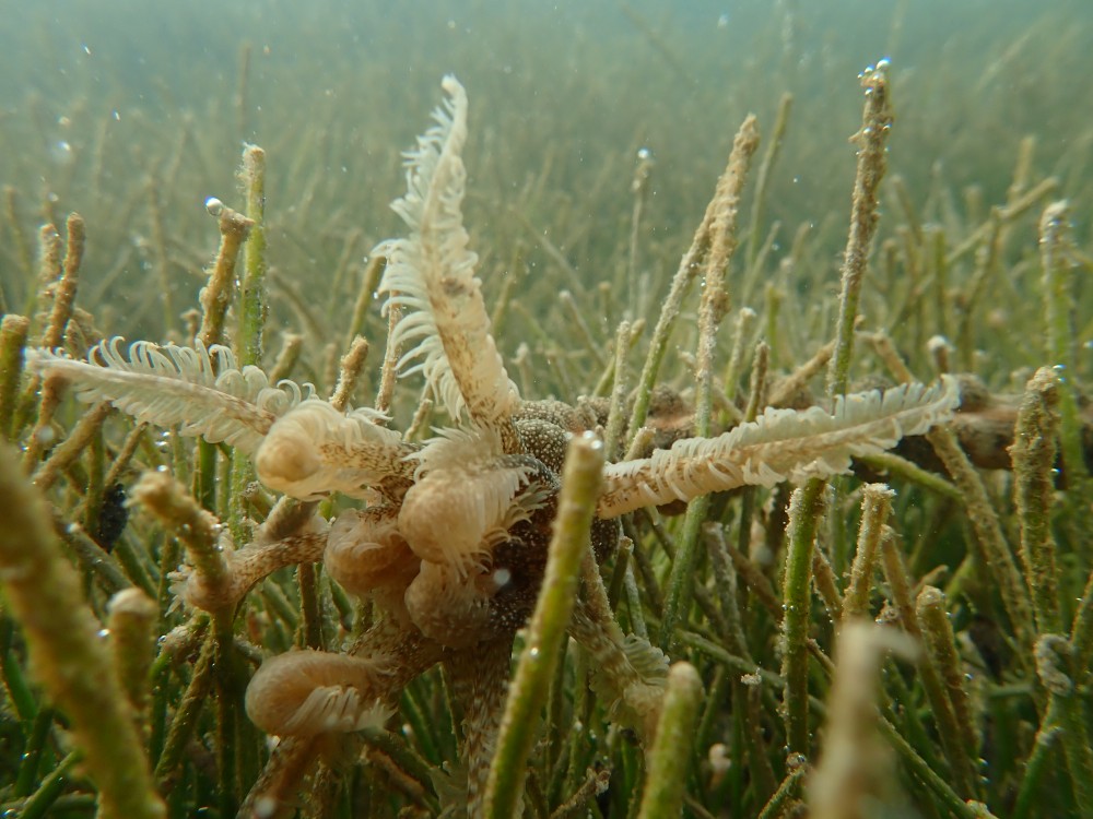 Syringodium isoetifolium seagrass has been spotted!