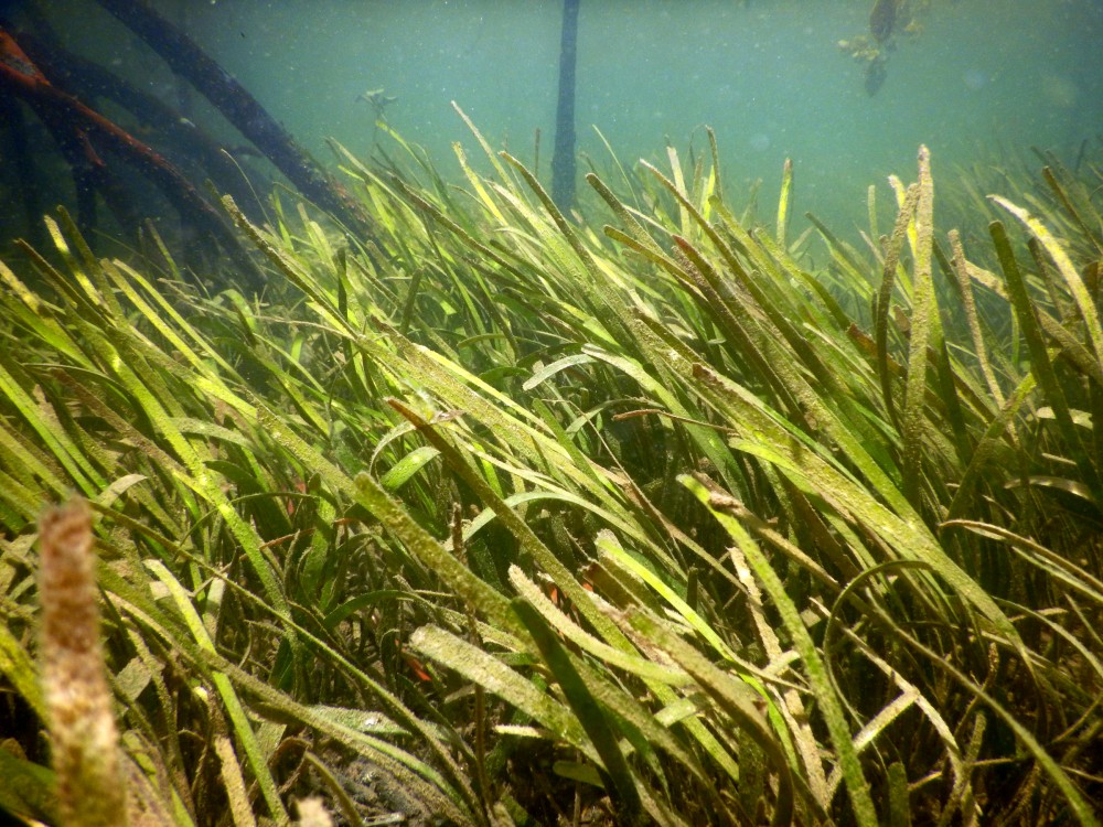 Thalassia hemprichii seagrass has been spotted!