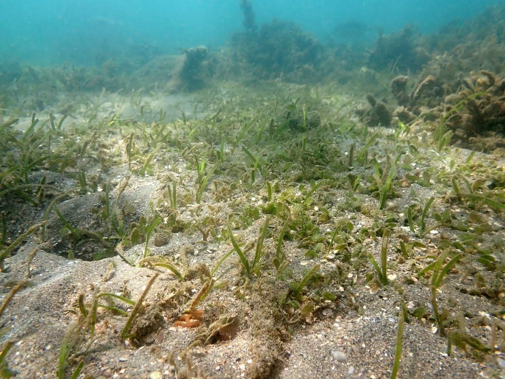 Halophila ovalis seagrass has been spotted!