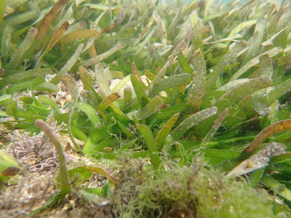 Thalassia hemprichii seagrass has been spotted!