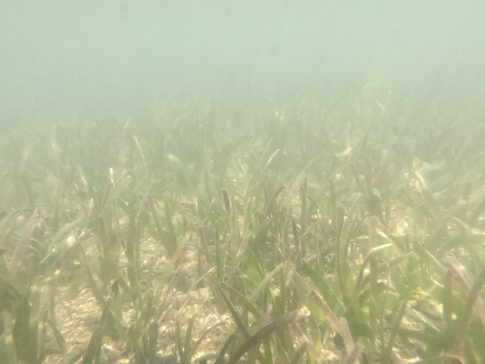 Seagrass Spotted In Malaysia Seagrassspotter