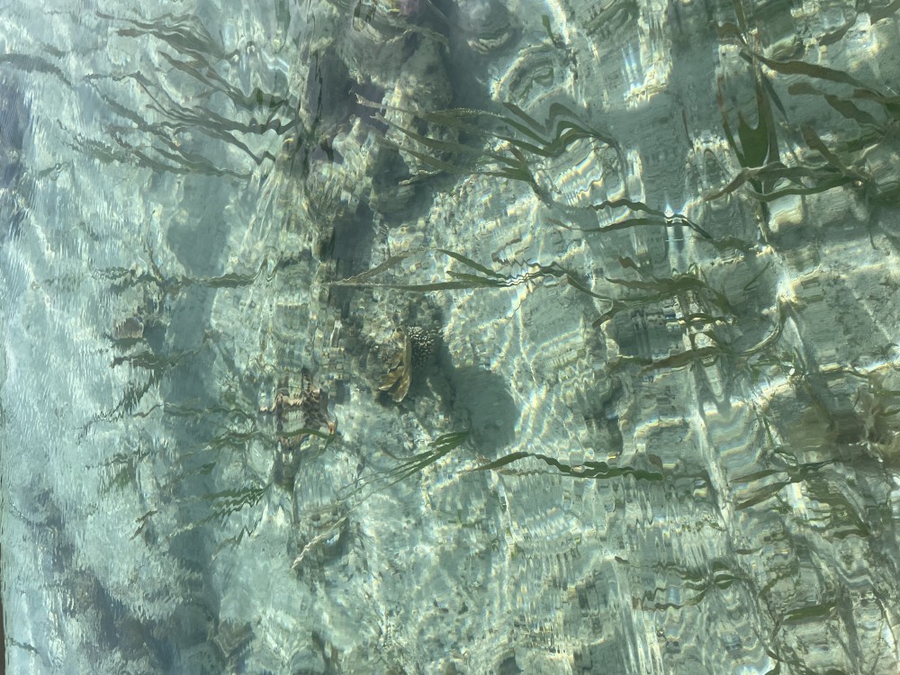 Enhalus acoroides seagrass has been spotted!