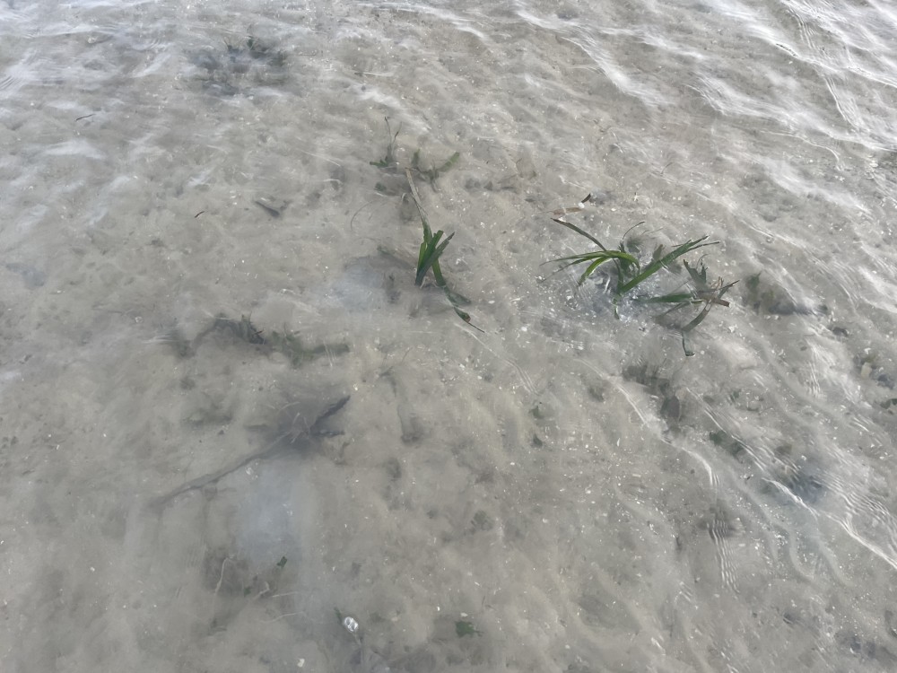 Enhalus acoroides seagrass has been spotted!