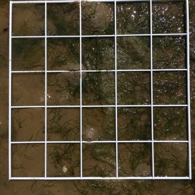 Seagrass Spotted in United Kingdom - SeagrassSpotter